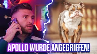 APOLLO wurde ANGEGRIFFEN 😱🤬 REALTALK über HUNDEERZIEHUNG 🔥 Tisi Schubech Stream Highlights [upl. by Eiramnaej159]