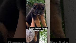 German Shepherd For Sale At Best Price  German Shepherd For Sale In Delhi [upl. by Ahsauqal131]