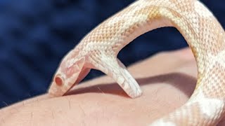 Im being eaten by a baby corn snake [upl. by Cappello]