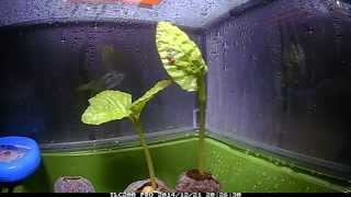 Fast Growing Moonflower Vine  Seedling Timelapse [upl. by Orabel]