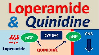 Loperamide and Quinidine  Drug interaction [upl. by Richards]