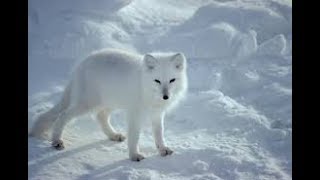 Arctic fox hunter of the arctic I National Geographic Documentary [upl. by Nerland]