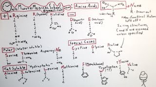 The 20 Amino Acids  One Minute Medical School [upl. by Valerian884]