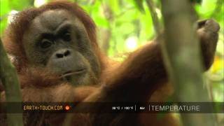 Amazing animal encounter Orangutan mother with baby [upl. by Gaylene]