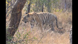 Chhota Dadhiyal and Collarwali at Tadoba Junona Buffer [upl. by Dela663]