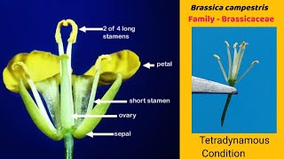 Brassica campestris  Dissection of Mustard flower  Family Cruciferae  Family Brassicaceae [upl. by Anirahs256]