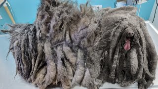 You WOULDNT BELIEVE How This DOG Looked After We Removed This Hair [upl. by Hancock]