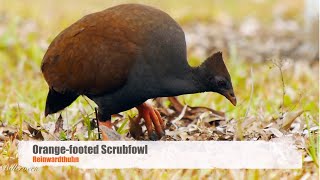 Orangefooted Scrubfowl Megapodius reinwardt  Reinwardthuhn 2 [upl. by Eceertal]