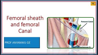 FEMORAL SHEATH AND CANAL [upl. by Aeresed510]