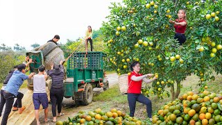 My Busy Day in the Countryside Village  Selling Oranges Buying a New Batch Of Baby Ducks [upl. by Ylrebmik812]