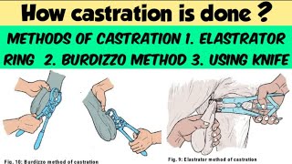 Castration  Methods of castration  Elastrator ring method  Burdizzo method  dhull vets [upl. by Mildred]