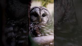 Best close encounter with a Barred Owl owl barredowl wildlifephotography birds birdofprey [upl. by Hannon]