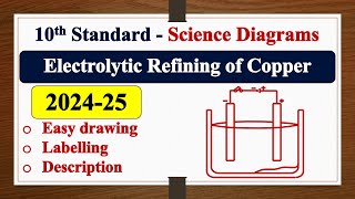 Electrolytic Refining of Copper diagram DRAWING  LABELLING  SSLC  SCIENCE  Chemistry [upl. by Nadoj]