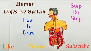 Human Digestive System Lebelled Diagram Drawing  Parts Of Digestive Structure Easy step by step [upl. by Essirehc]