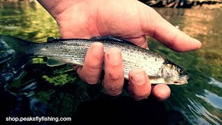 Fly Fishing For Small Grayling On Dries Nymphs amp Czech Nymphs [upl. by Landon542]