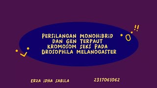 quotVideo Praktikum Genetika Bab 4 Project Drosophila melanogasterquot [upl. by Flanigan]