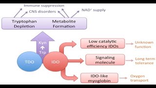 Cystinuria and Tryptophan Metabolism [upl. by Earezed]