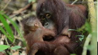 Bornean orangutan kiss of love [upl. by Ayoras]