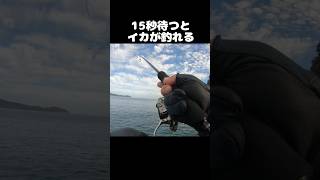 【イカ釣り】堤防でイカが釣れる瞬間！秋アオリイカエギング fishing エギング shorts [upl. by Ahsyat]