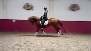 Winters Don Donato  Dutch Dressage Horse from Holland for Sale [upl. by Skiest]