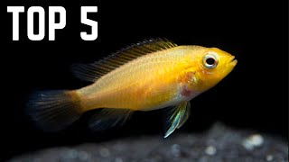 Top 5 BEST Fish for a 20 Gallon Aquarium [upl. by Naget]