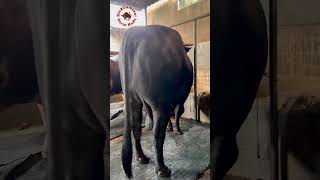 hefty bull viralvideo animalfarming reels bull cattlefarming farming fyp shorts [upl. by Aibos]