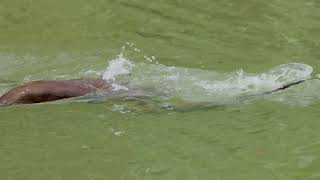 Otters at Ulu Pandan Canal on Oct 19th [upl. by Bazluke]