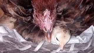 newly hatched chicks [upl. by Onra]