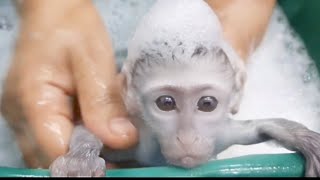 Little monkey Kimu looks happy to take a shower [upl. by Samy]