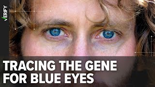 All blueeyed people come from a shared common ancestor [upl. by Bathilda269]