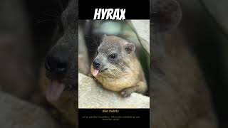 The Hyrax Natures Vampire Potato hyrax animals nationalgeographic comedy [upl. by Engapmahc]