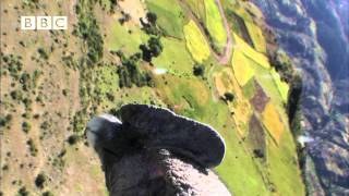 Condor cameraman Birdcam films birdseye view of Andes Earthflight [upl. by Arabeila83]