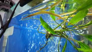 Freshwater Pipefish [upl. by West]