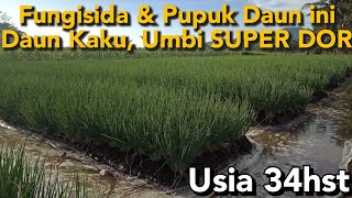 penyiraman dan penyemprotan pupuk daun pembesar umbi bawang merah usia 34hst [upl. by Mayes56]