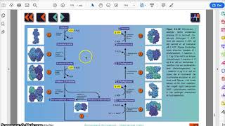 Glykolyse og Krebs cyklus [upl. by Tandie]