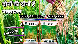 Vnr 2355Vnr 2222 paddy seeds full information in hindibest veraytis of paddypaddy [upl. by Natascha]