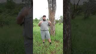 Do elephants get drunk when eating marula fruit  MythBusters  EcoTraining shorts [upl. by Dobson194]