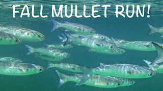 MULLET RUN BEACH SNOOK [upl. by Petes720]