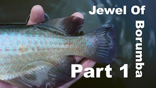 Jewel Of Borumba Part 1Saratoga Fishing [upl. by Ecart]