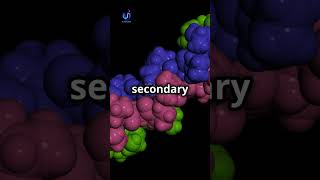 Protein Structure amp Function ✨ 🧬 Biochemistry Proteins shorts ProteinStructure ScienceShorts [upl. by Noir]