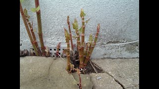 Japanese Knotweed  lots of photos of real Japanese Knotweed in real areas UK [upl. by Asyla749]