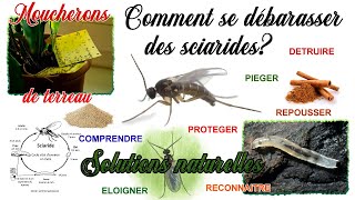 Comment se débarrasser des moucherons qui envahissent vos plantes d interieur Alerte sciarides [upl. by Schmitz]