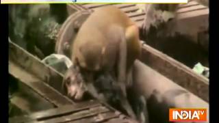 Monkey Saves Electrocuted Friend at Kanpur Railway Station [upl. by Eyatnod]