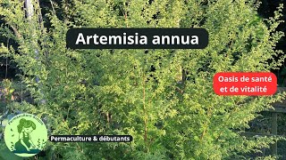 TOUT SAVOIR SUR ARTEMISIA facile amp durable au potager permaculture facile 🌱 [upl. by Budworth623]