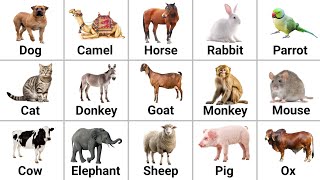 Domestic animals name with pictures  domestic animals name with spelling  pet animals [upl. by Adnocahs]