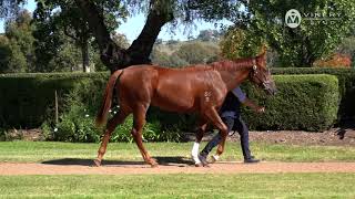 Lot 75  STAR TURN x BEYOND THE DREAM filly [upl. by Augustin]