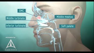 Tour of the Nasal Passage  3D animation [upl. by Arbe202]