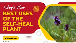 Amazing Medicinal Benefits of Selfheal plant [upl. by Notlit]