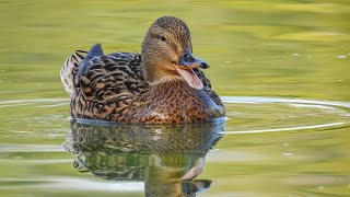 LE CRI DU CANARD 🦆 COLVERT FEMELLE QUI CRIE 🦆 AU PARC DE COULONDRES A ST GELY DU FESC [upl. by Barbabra]