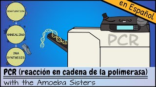 PCR reacción en cadena de la polimerasa [upl. by Attenor]